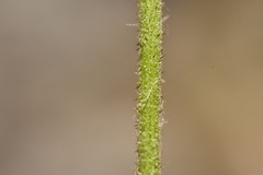 Pilosella cymosa
