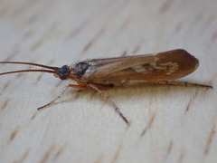 Limnephilus auricula