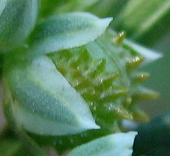 Limeum sulcatum var. sulcatum image