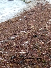 Chroicocephalus ridibundus