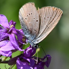 Cyaniris semiargus