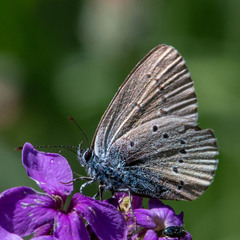 Cyaniris semiargus