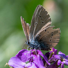 Cyaniris semiargus