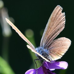 Cyaniris semiargus