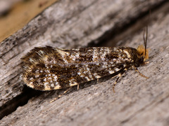 Triaxomera parasitella