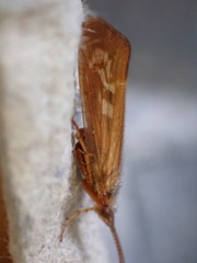 Limnephilus auricula