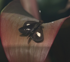 Sabera caesina