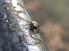 Leiopus femoratus