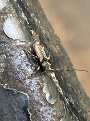 Leiopus femoratus