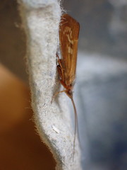 Limnephilus auricula
