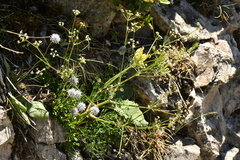Trinia glauca