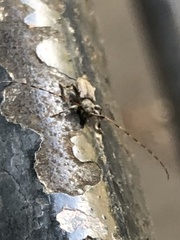 Leiopus femoratus