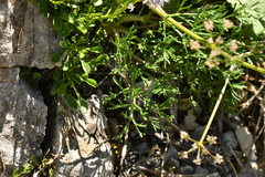 Trinia glauca