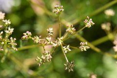 Trinia glauca