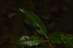 Croton verreauxii