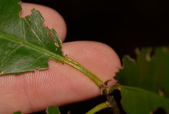 Croton verreauxii