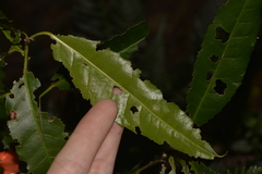 Croton verreauxii