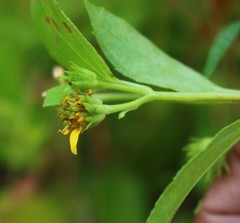 Wollastonia biflora