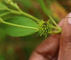 Wollastonia biflora