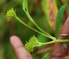 Wollastonia biflora