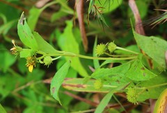 Wollastonia biflora