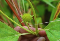 Wollastonia biflora