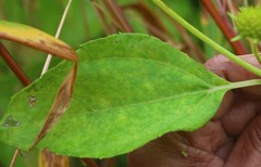 Wollastonia biflora