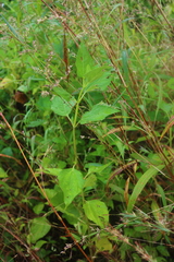 Wollastonia biflora