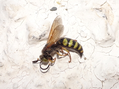 Stizus fasciatus
