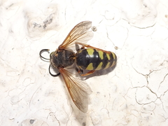 Stizus fasciatus