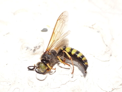 Stizus fasciatus