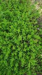 Thymus × citriodorus