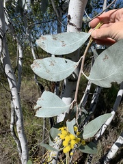 Acacia bancroftiorum