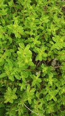 Thymus × citriodorus