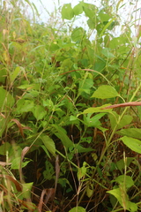 Wollastonia biflora