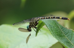Paragomphus serrulatus