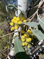 Acacia bancroftiorum