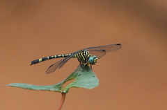 Paragomphus serrulatus