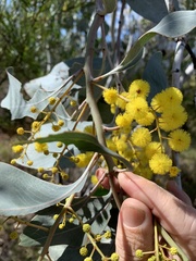 Acacia bancroftiorum
