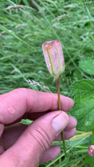 Fritillaria meleagris