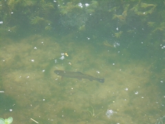 Salmo trutta
