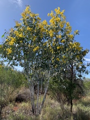 Acacia bancroftiorum