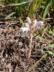 Phelipanche caesia