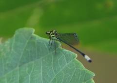 Pseudagrion melanicterum