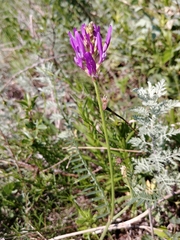 Astragalus onobrychis