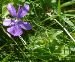 Viola cornuta