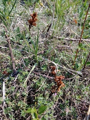 Orobanche alba