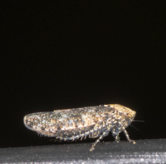 Paraphlepsius collitus