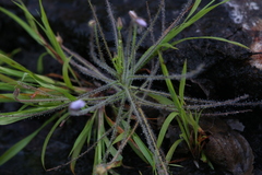 Byblis liniflora