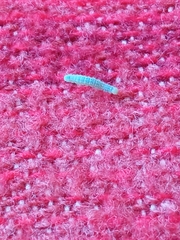 Lepidoptera